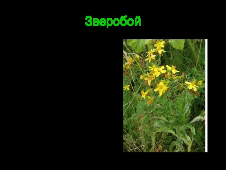 Зверобой Многолетнее травянистое растение, произрастает на европейской территории России и в районах Сибири.