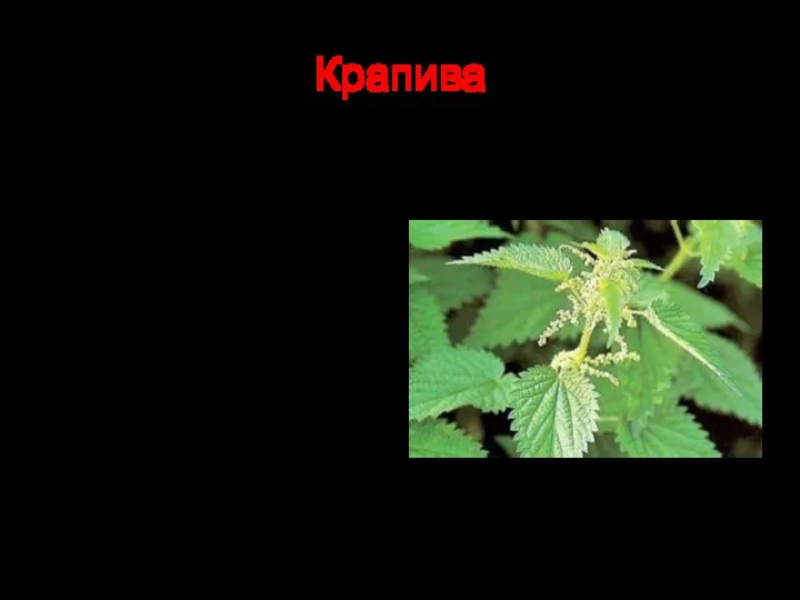 Крапива Многолетнее травянистое растение, которое растет на всей территории России. Крапива очень богата