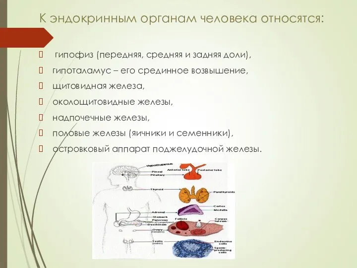 К эндокринным органам человека относятся: гипофиз (передняя, средняя и задняя