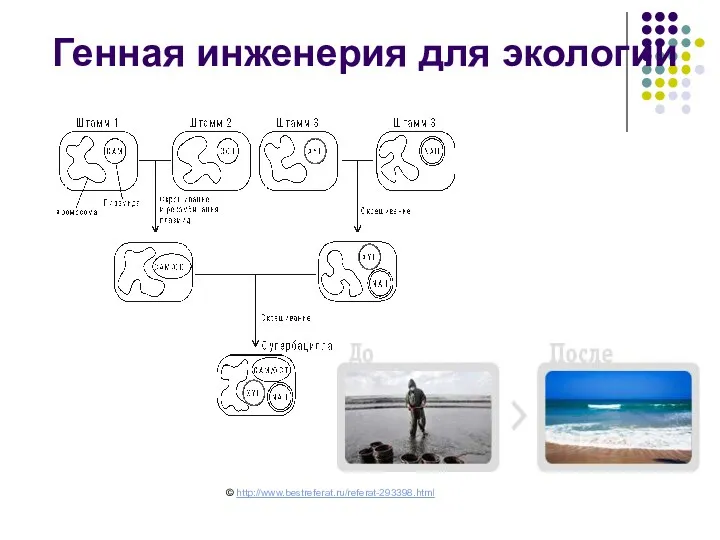 Генная инженерия для экологии © http://www.bestreferat.ru/referat-293398.html