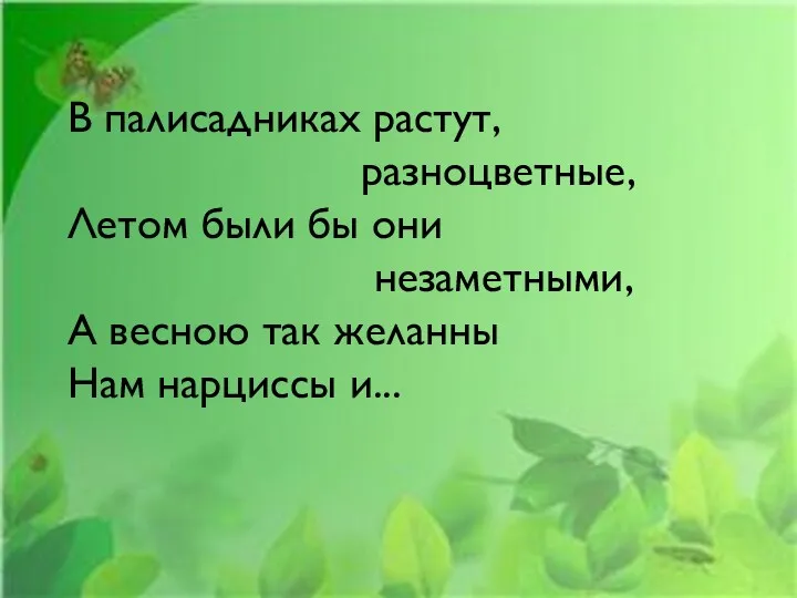 В палисадниках растут, разноцветные, Летом были бы они незаметными, А весною так желанны Нам нарциссы и...