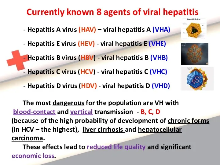 Currently known 8 agents of viral hepatitis - Hepatitis A virus (HAV) –