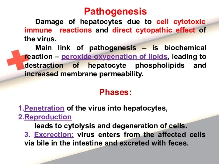 Pathogenesis Damage of hepatocytes due to cell cytotoxic immune reactions and direct cytopathic