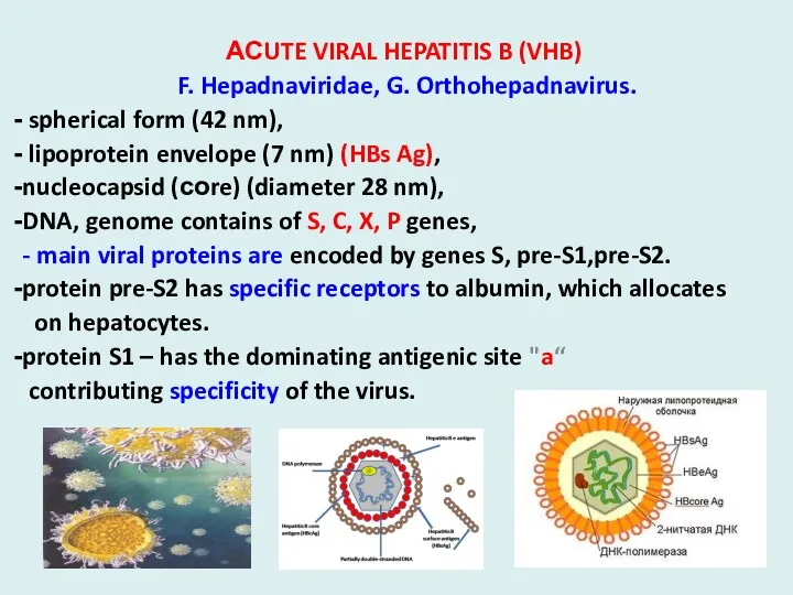 АСUTE VIRAL HEPATITIS B (VHB) F. Hepadnaviridae, G. Orthohepadnavirus. spherical form (42 nm),