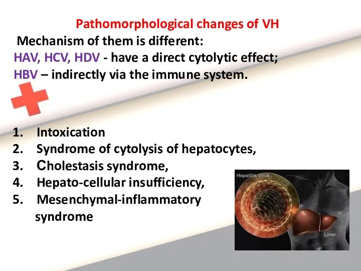 Pathomorphological changes of VH Mechanism of them is different: HAV, HCV, HDV -