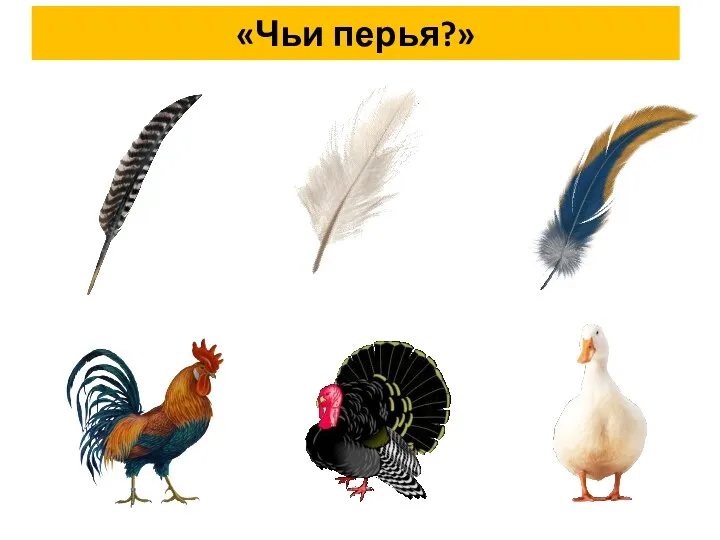 «Чьи перья?»