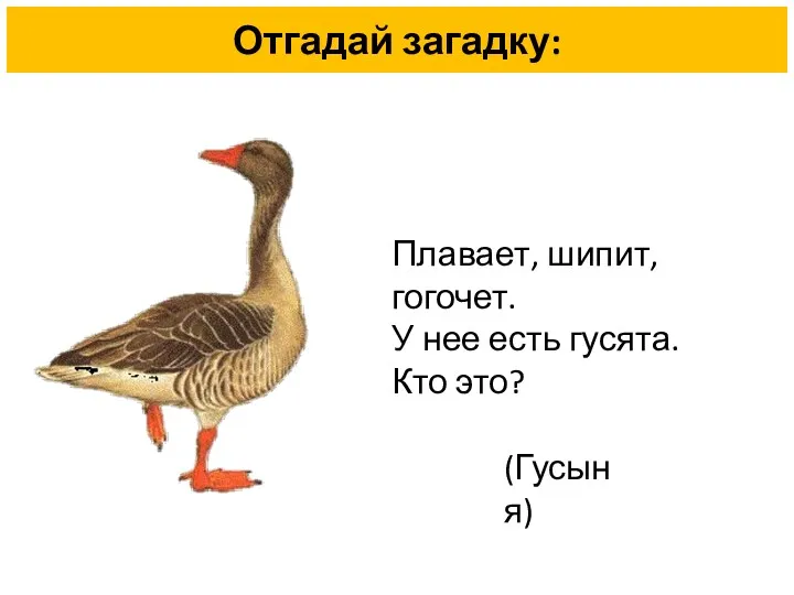 Отгадай загадку: Плавает, шипит, гогочет. У нее есть гусята. Кто это? (Гусыня)