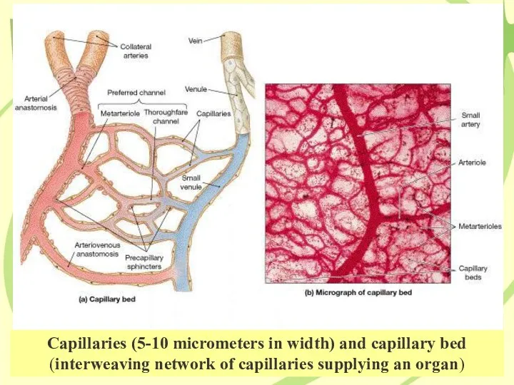 Capillaries (5-10 micrometers in width) and capillary bed (interweaving network of capillaries supplying an organ)