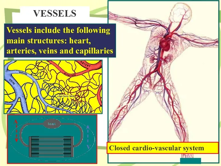 Vessels include the following main structures: heart, arteries, veins and capillaries VESSELS Closed