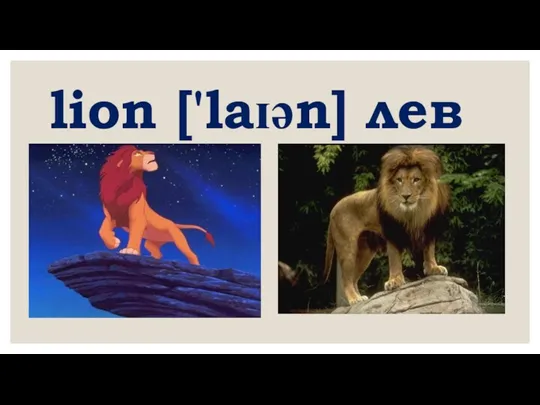 lion ['laɪən] лев