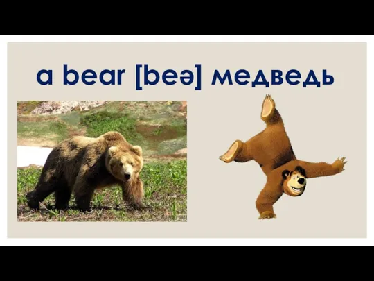 a bear [beə] медведь