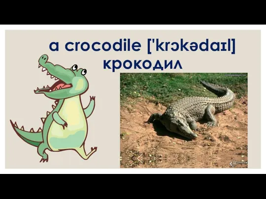 a crocodile ['krɔkədaɪl] крокодил