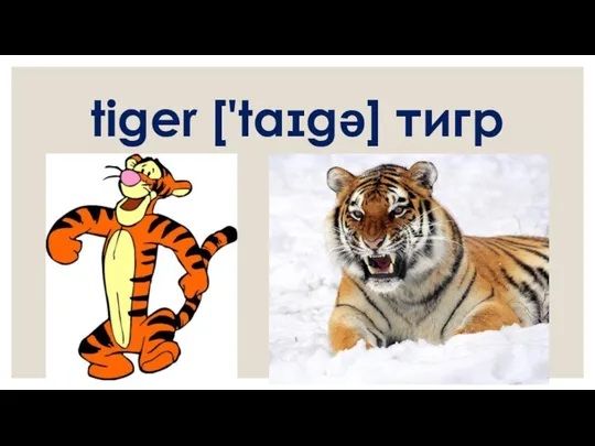 tiger ['taɪgə] тигр