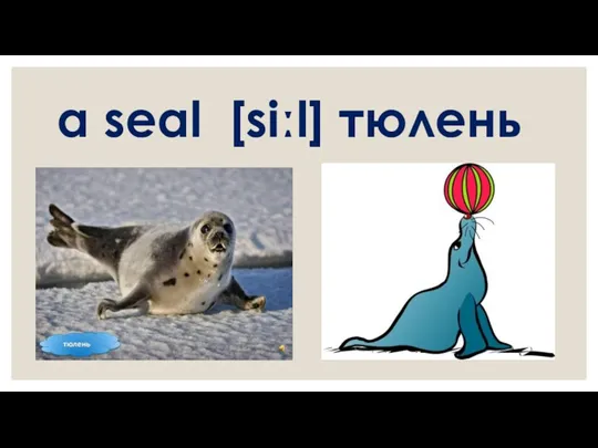 a seal [siːl] тюлень
