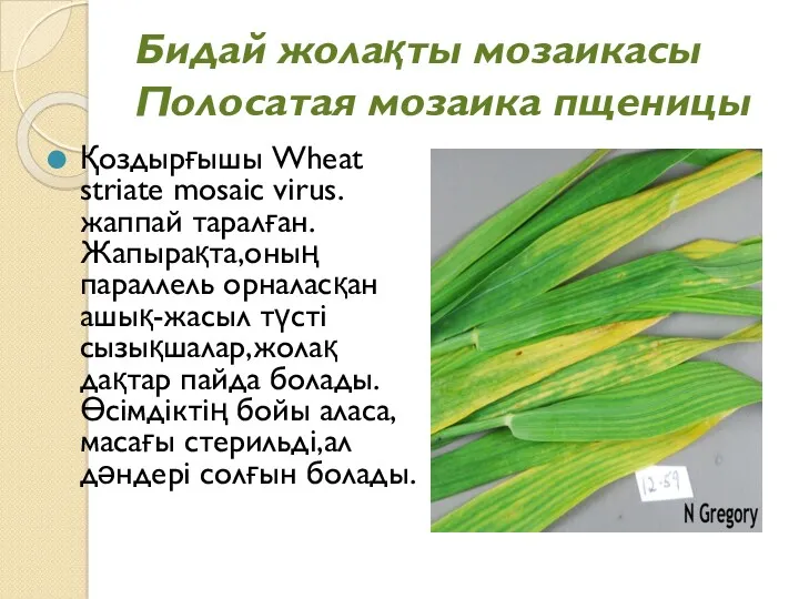 Бидай жолақты мозаикасы Полосатая мозаика пщеницы Қоздырғышы Wheat striate mosaic