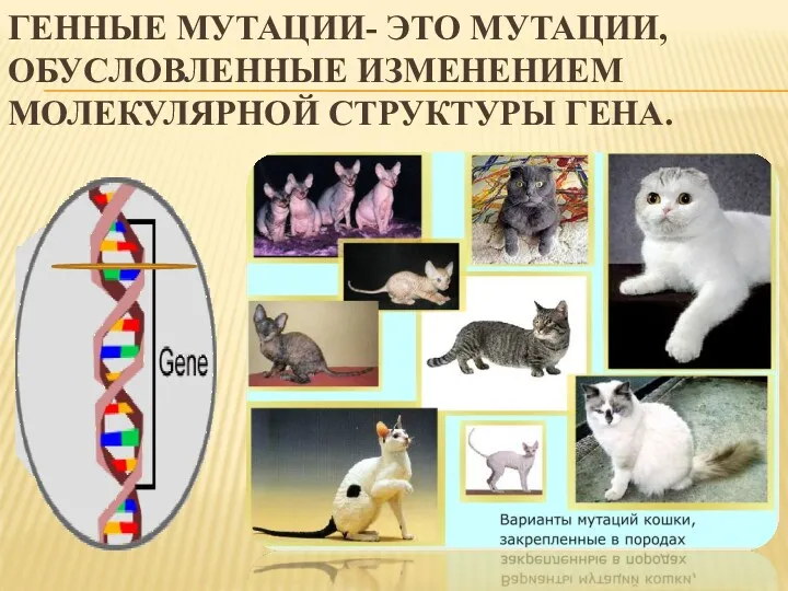 ГЕННЫЕ МУТАЦИИ- ЭТО МУТАЦИИ, ОБУСЛОВЛЕННЫЕ ИЗМЕНЕНИЕМ МОЛЕКУЛЯРНОЙ СТРУКТУРЫ ГЕНА.