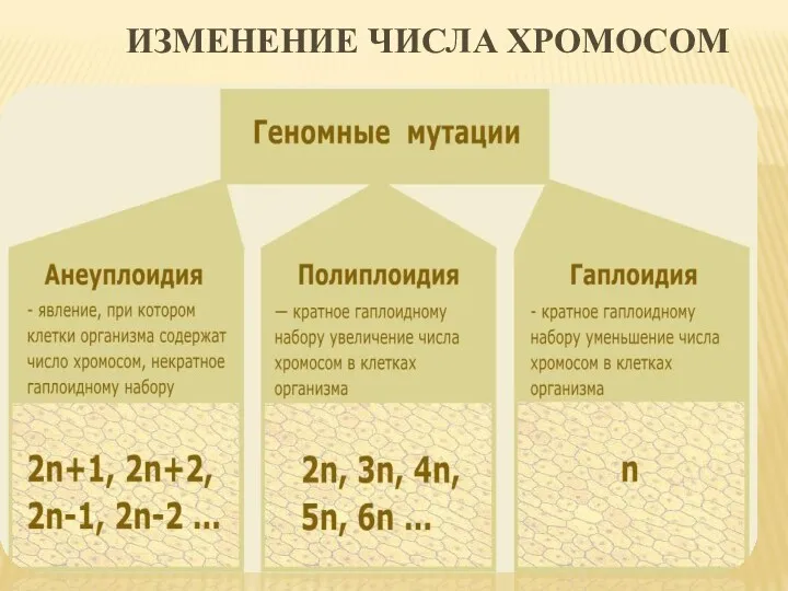 ИЗМЕНЕНИЕ ЧИСЛА ХРОМОСОМ