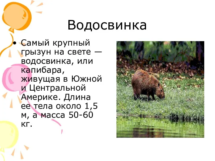 Водосвинка Самый крупный грызун на свете — водосвинка, или капибара, живущая в Южной