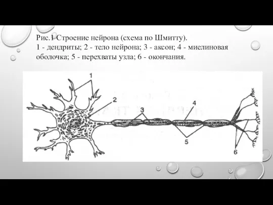 Рис.1 Строение нейрона (схема по Шмитту). 1 - дендриты; 2