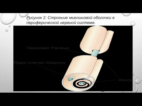 Рисунок 2: Строение миелиновой оболочки в периферической нервной системе.