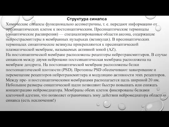 Структура синапса Химические синапсы функционально ассиметричны, т. е. передают информацию