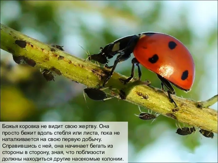 Божья коровка не видит свою жертву. Она просто бежит вдоль