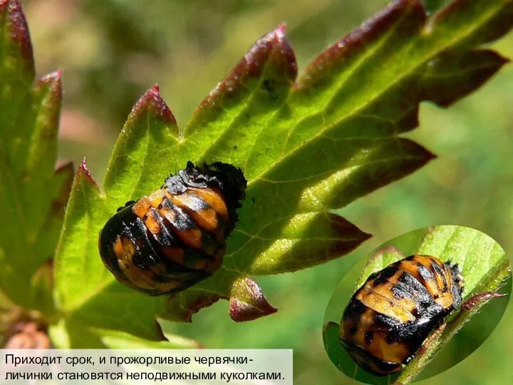 Приходит срок, и прожорливые червячки-личинки становятся неподвижными куколками.