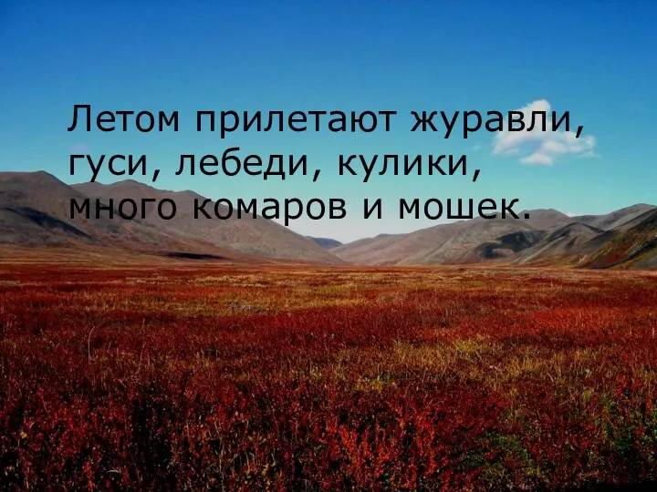 Летом прилетают журавли, гуси, лебеди, кулики, много комаров и мошек.