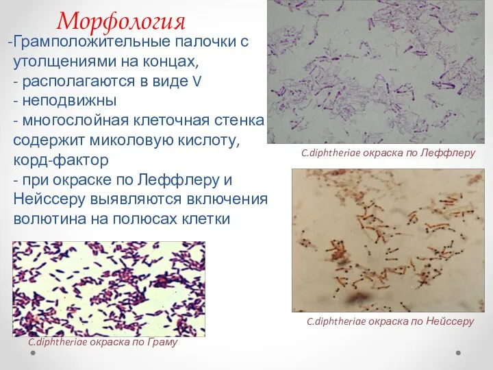 Морфология C.diphtheriae окраска по Леффлеру Грамположительные палочки с утолщениями на концах, - располагаются