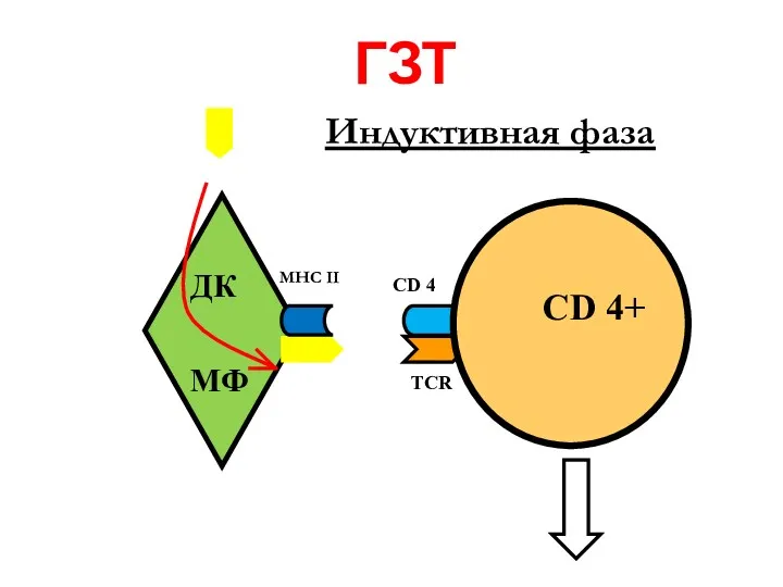 ГЗТ Индуктивная фаза ДК МФ CD 4+ CD 4 TCR MHC II