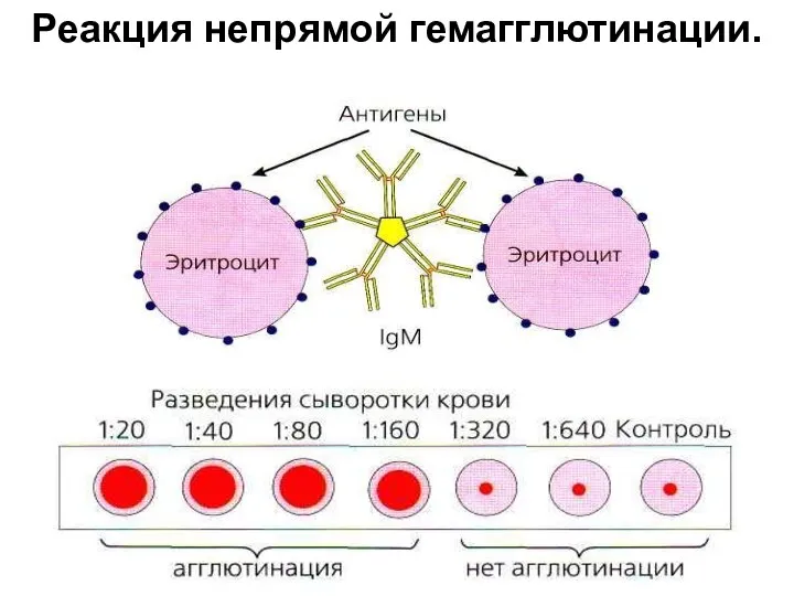 Реакция непрямой гемагглютинации.