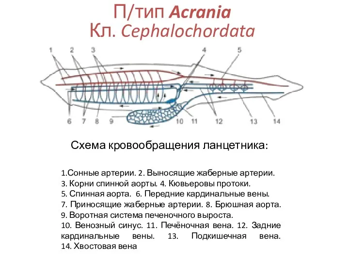 П/тип Acrania Кл. Cephalochordata 1.Сонные артерии. 2. Выносящие жаберные артерии. 3. Корни спинной