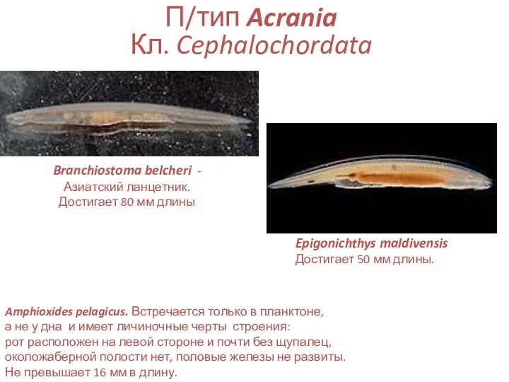 П/тип Acrania Кл. Cephalochordata Amphioxides pelagicus. Встречается только в планктоне, а не у