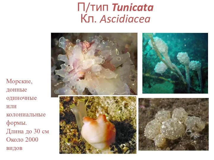 П/тип Tunicata Кл. Ascidiacea Морские, донные одиночные или колониальные формы. Длина до 30