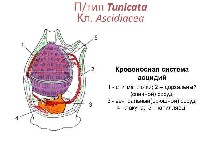 П/тип Tunicata Кл. Ascidiacea