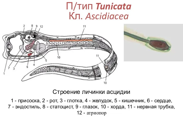 П/тип Tunicata Кл. Ascidiacea