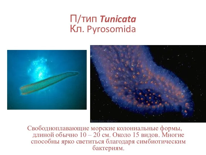 П/тип Tunicata Кл. Pyrosomida Свободноплавающие морские колониальные формы, длиной обычно 10 – 20