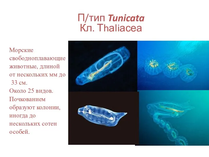 П/тип Tunicata Кл. Тhаliасеа Морские свободноплавающие животные, длиной от нескольких мм до 33