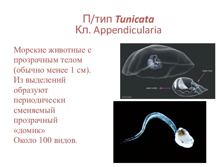 П/тип Tunicata Кл. Appendicularia Морские животные с прозрачным телом (обычно менее 1 см).