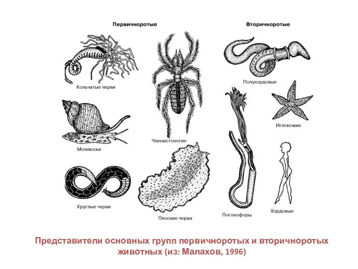 Представители основных групп первичноротых и вторичноротых животных (из: Малахов, 1996)
