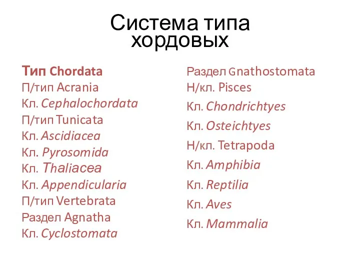 Система типа хордовых Тип Chordata П/тип Acrania Кл. Cephalochordata П/тип Tunicata Кл. Ascidiacea