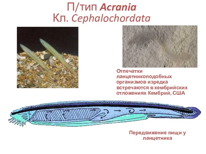 П/тип Acrania Кл. Cephalochordata Отпечатки ланцетникоподобных организмов изредка встречаются в кембрийских отложениях Кембрий,