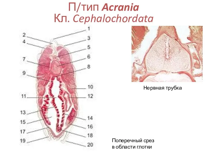 П/тип Acrania Кл. Cephalochordata Нервная трубка Поперечный срез в области глотки