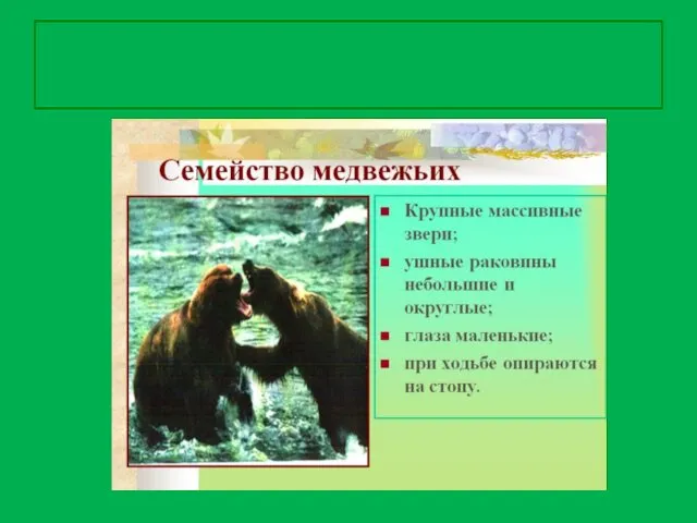 Особенности семейства