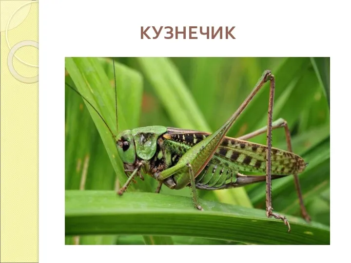 КУЗНЕЧИК