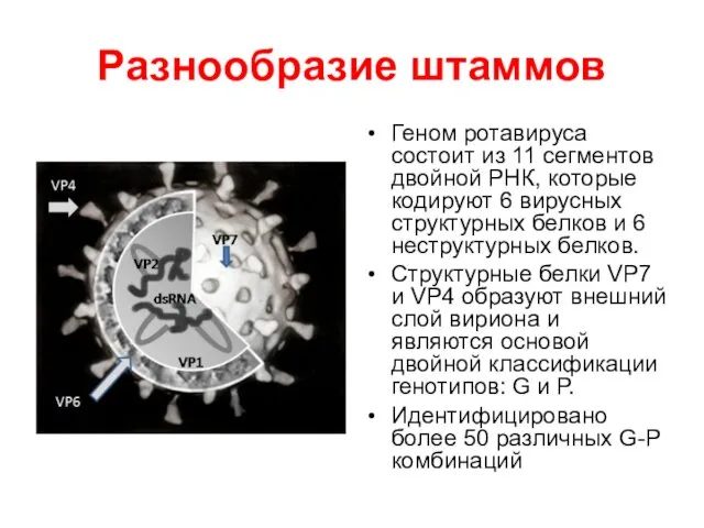 Разнообразие штаммов Геном ротавируса состоит из 11 сегментов двойной РНК,