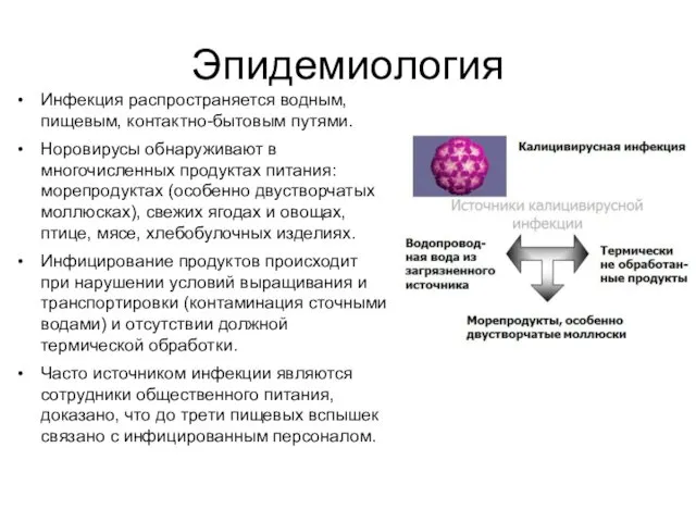 Эпидемиология Инфекция распространяется водным, пищевым, контактно-бытовым путями. Норовирусы обнаруживают в