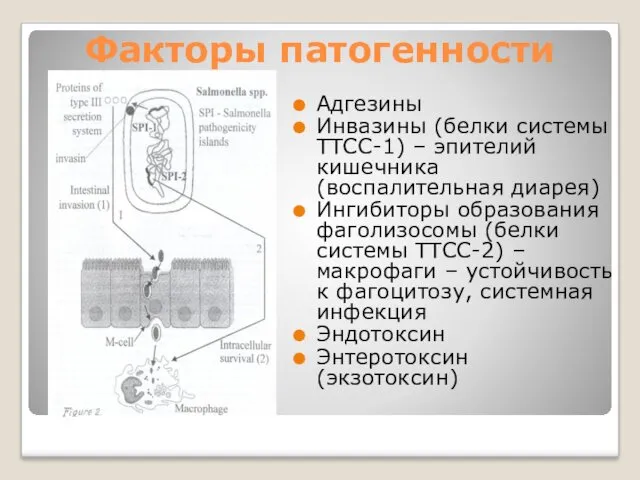 Факторы патогенности Адгезины Инвазины (белки системы ТТСС-1) – эпителий кишечника