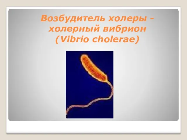 Возбудитель холеры -холерный вибрион (Vibrio cholerae)