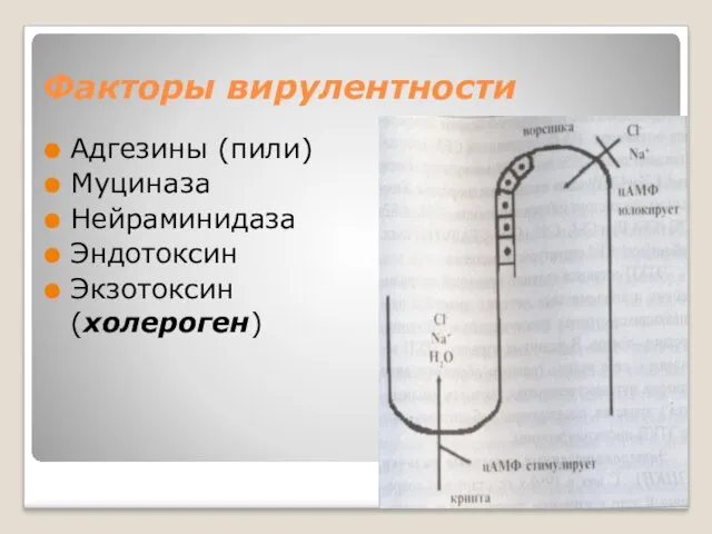 Факторы вирулентности Адгезины (пили) Муциназа Нейраминидаза Эндотоксин Экзотоксин (холероген)